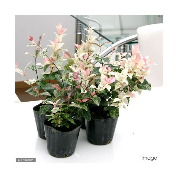 No1―No2 大型株ハツユキカヅラ観葉植物 緑とピンクの葉 約55cm
