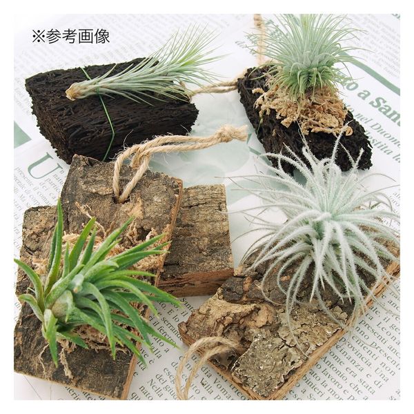 着生植物3種セット