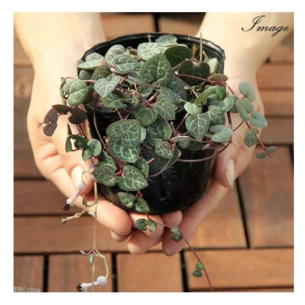 チャーム (観葉植物)ハートカズラ(セロペギア ウッディー) 3~3.5号(1