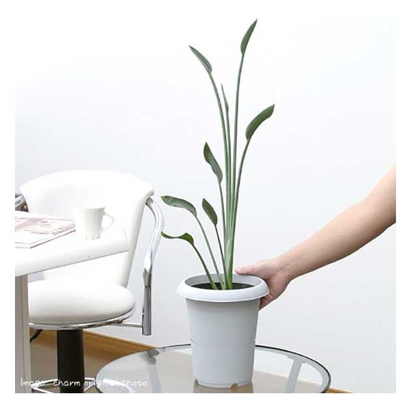 現品】ストレチア・ノンリーフ(ストレリチア・ユンケア）8号鉢 T63番