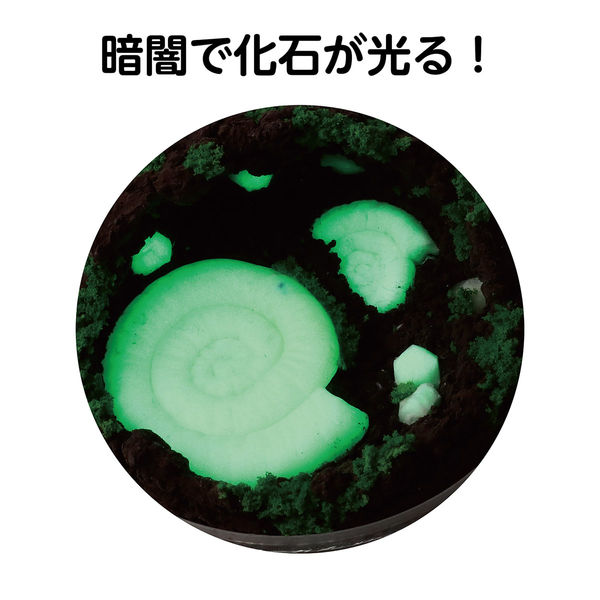 テラリウム 完成品 40cm アーテック 化石テラリウム 58339 1セット(6包)（直送品