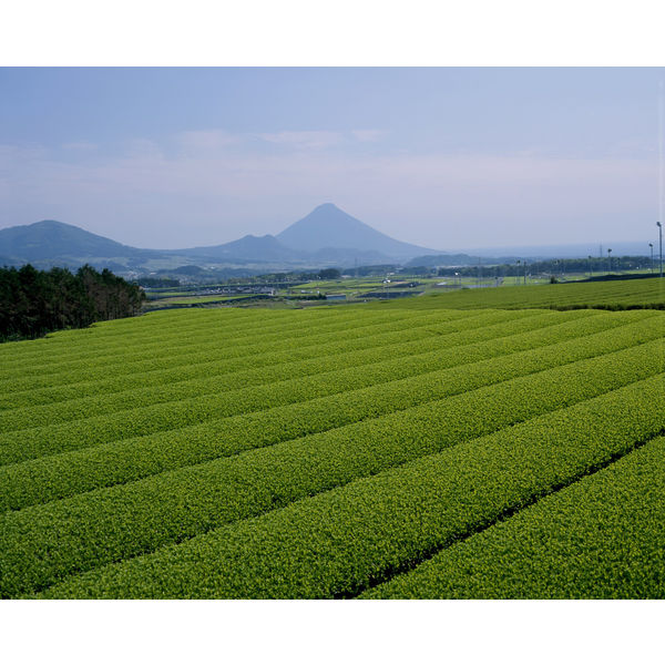 JAかごしま茶業 ちらん茶畑 午後3時 1袋（300g入） - アスクル