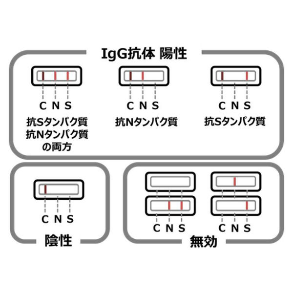 クラボウ ラピッドフィールズS+N IgG RF-NC003 1箱（1テスト