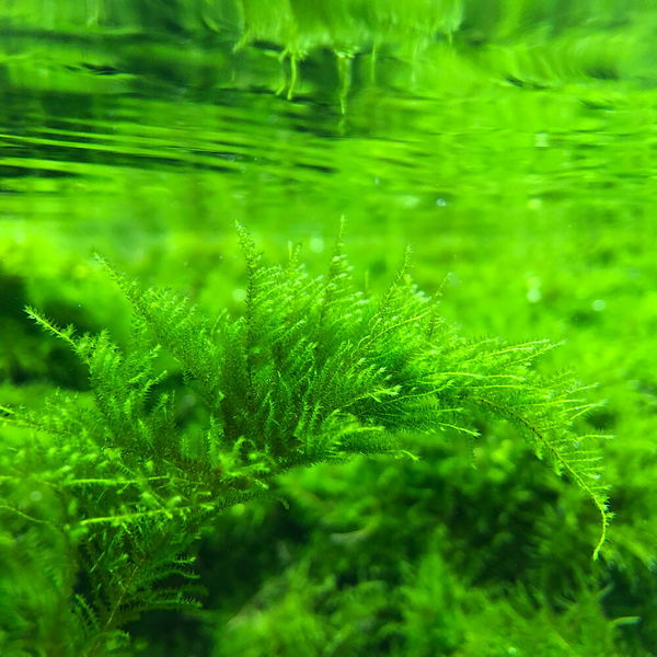 水草 ウィローモス 10g - 水草