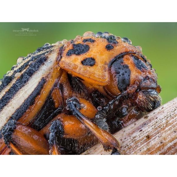 サイトロンジャパン LAOWA ラオワ 25mmF2.8 2.5ー5X Ultra Macro サイトロンジャパン LAOWA ラオワ 25mmF2.8 2.5ー5X Ultra Macro