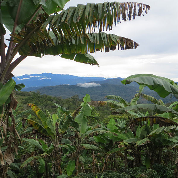 MOUNT HAGEN マウントハーゲン オーガニック フェアトレード インスタントコーヒー 詰替用 200g×10個（直送品） MOUNT HAGEN マウントハーゲン 詰替用
