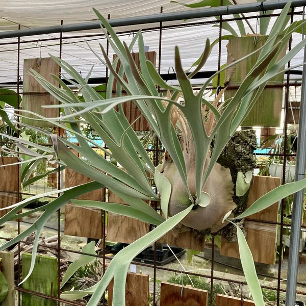 yuu　ビカクシダ ビーチーシルバー　壁掛け用 観葉植物 ビカクシダ ビーチー シルバーフロンド ベイチー ヴィーチー P