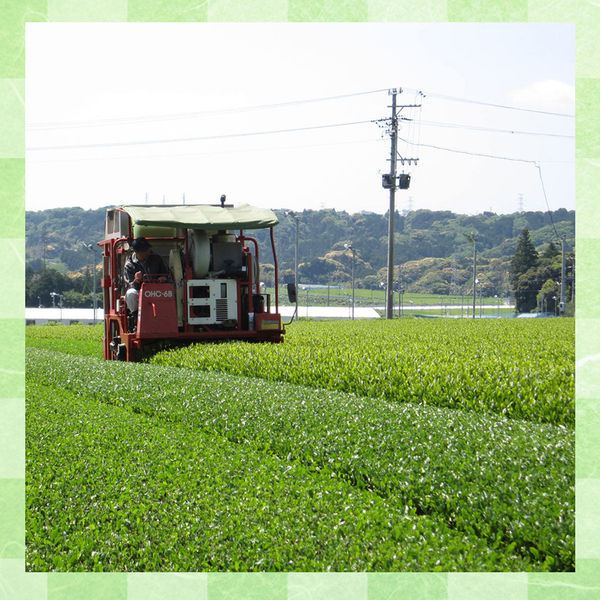 大井川茶園 茶工場のまかない粉末 玄米茶 緑茶 2種×3個 セット 9999999999999 1個（直送品）