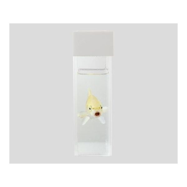 アズワン観察用アクリル水槽平型（300mm × 80mm） アズワン 観察用アクリル水槽平型(300×80) 2-724-02 1台（直送品