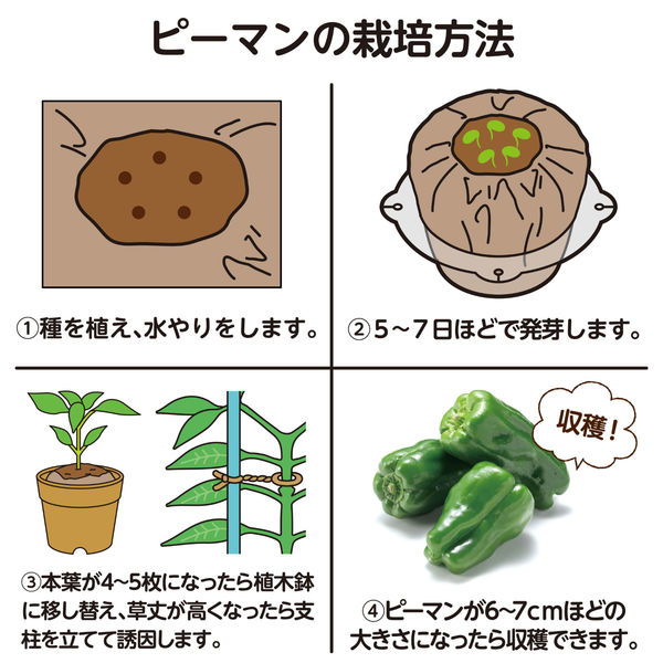アーテック お家で楽しく栽培キット ピーマン 102937 1セット(3