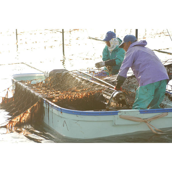佐賀海苔(株) 佐賀海苔 一等級佐賀有明海産焼のり 6枚×5袋