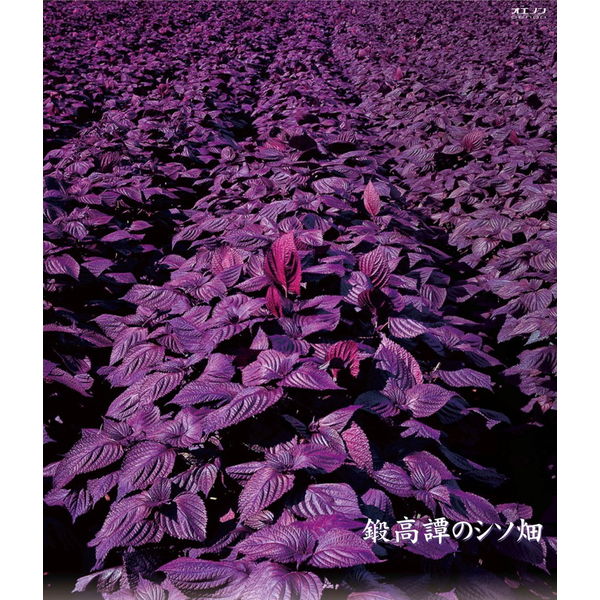 しそ焼酎 鍛高譚 20度 1.8L パック 1本 合同酒精 - アスクル