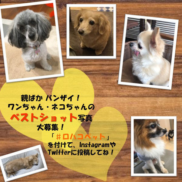 ロイヤルカナン ドッグフード 犬用 療法食 ユリナリーS/O ライト 3kg 1