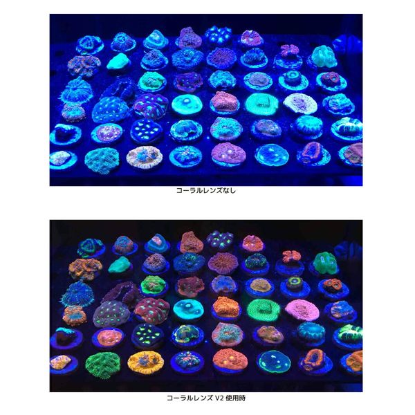 【お年玉セール特価】 ZOOX コーラルレンズ アスクル - 1個（直送品） 262621 プラス V2 海水魚用品