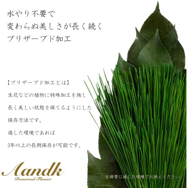 Amazon｜A&K プレミアム 荒神松 花器付きセット プリザーブド (M