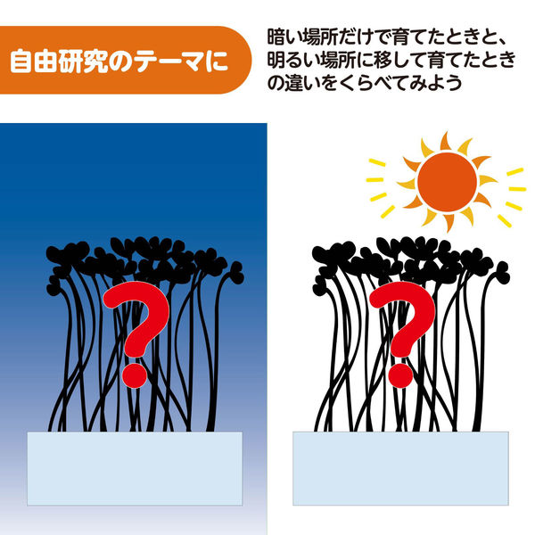 アーテック 水耕栽培でブロッコリースプラウトを育てよう 55944