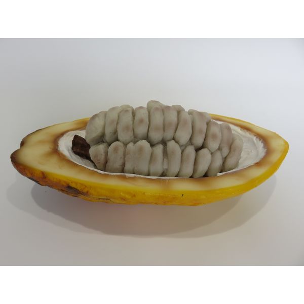 食品サンプル】 果物専科 カカオの実(中身見せ)割タイプ 3101