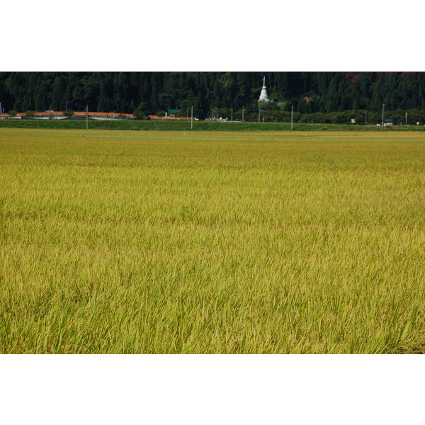 お米山形産はえぬき10キロ✕2 はえぬき お米 10kg 白米 送料無料 5kg×2袋 山形県産 令和5年産