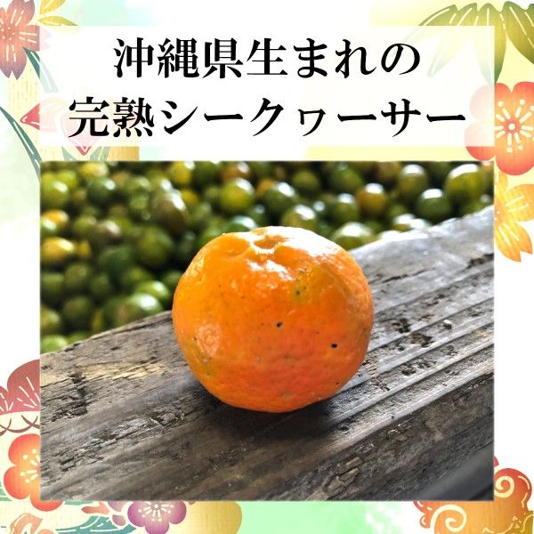 伊藤園 完熟 シークヮーサー 沖縄県産 500g ニッポンエール 1箱（24本入）