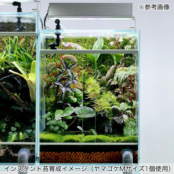 リーフ インスタント苔 ヤマゴケM 外径14cm×26cm ドライタイプ