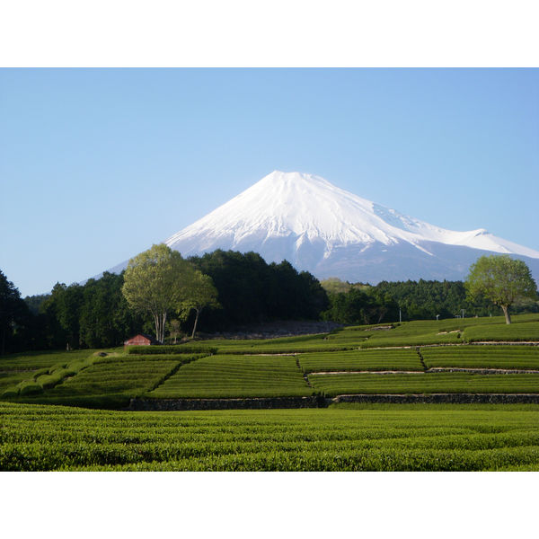 大井川茶園 静岡極上煎茶 1袋（100g） - アスクル