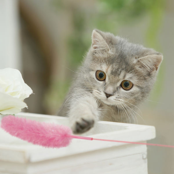じゃれねこ『8月☆17 和柄×天然石♡8匹』現品のみ☆