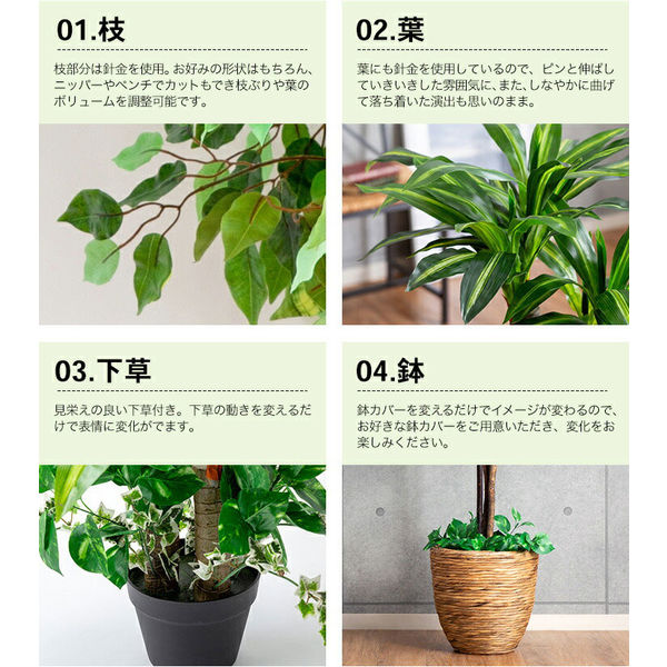 観葉 植物 販売 インテリア 本