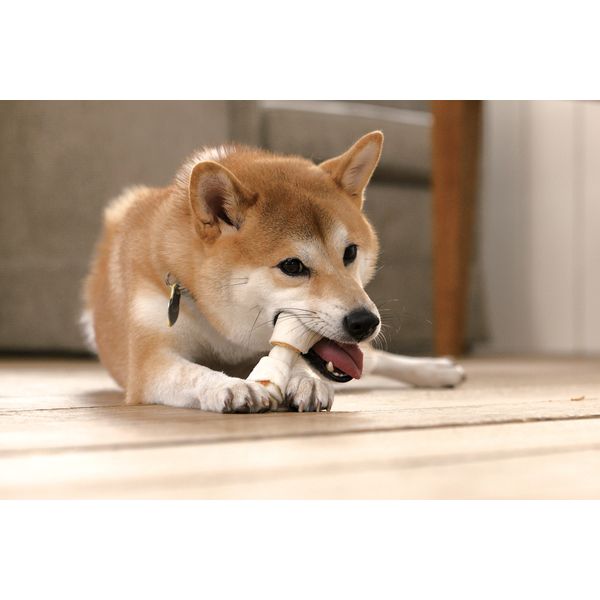 ディンゴ ミート・イン・ザ・ミドル 犬用 バラエティパック 9個