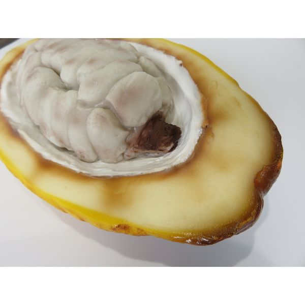 食品サンプル】 果物専科 カカオの実(中身見せ)割タイプ 3101 日本