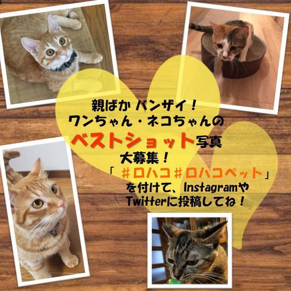 トフカスシャボン 猫砂 おから ふんわりソープの香り 国産 7L 1袋