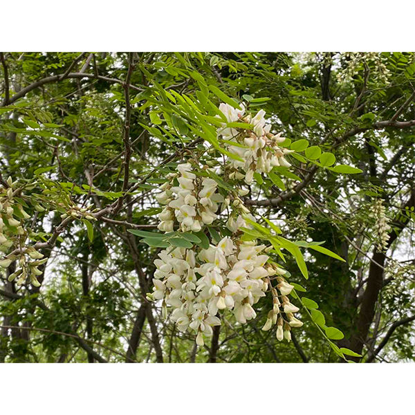 花の真珠 国産 あかしあ純粋蜂蜜 150g 1個 埼玉養蜂 アカシアはちみつ - アスクル