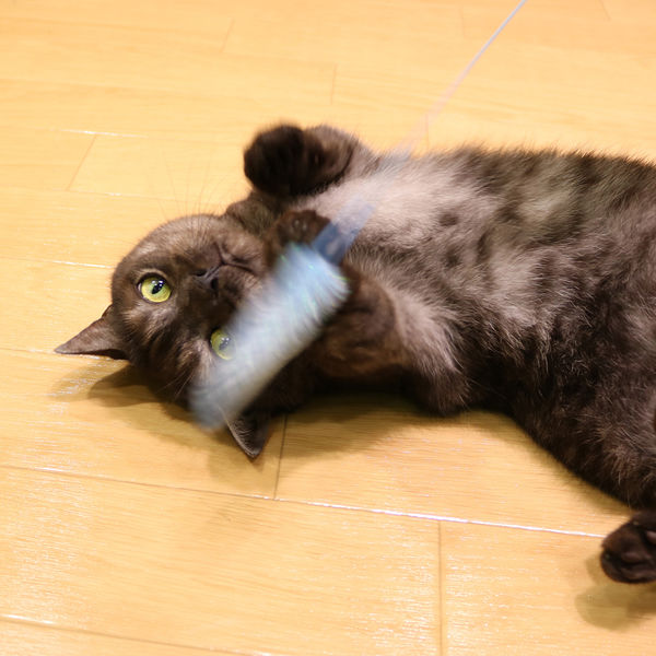 じゃれねこ『3月☆16 ぶどう』 じゃれねこ『3月☆16 ぶどう』 【公式通販】