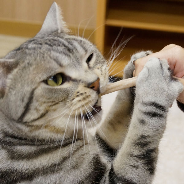 ドギーマン 猫ちゃん ホワイデント ストロング チキン味 国産 25g 3袋 キャットフード おやつ デンタルケア - アスクル