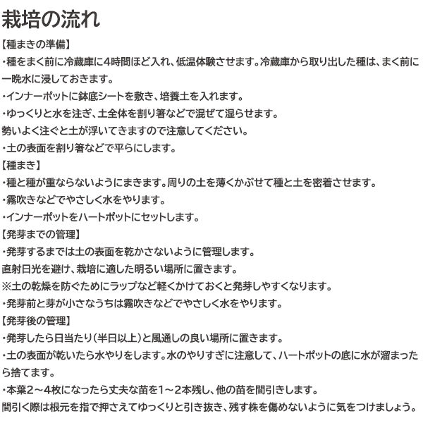 聖新陶芸 聖新 ひとえの可憐な花咲くミニバラ 栽培キット GD-991 1個（直送品） アスクル