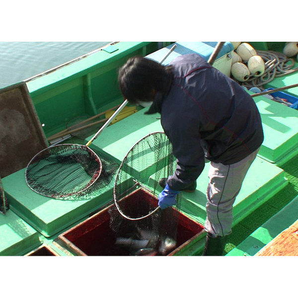 耐油手袋】 ショーワグローブ 耐油ビニローブ 5双パック Lサイズ 耐油手袋】 ショーワグローブ 耐油ビニローブ 5双パック Lサイズ