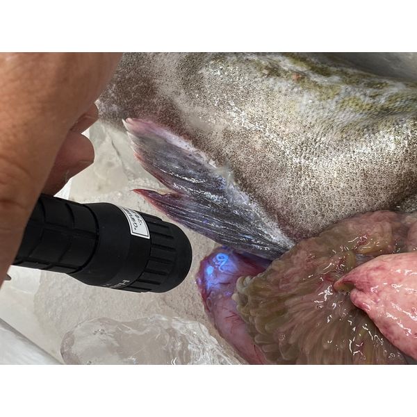 アニサキスライト 紫外線LEDライト 完全防水 IPX7 アニサキス 津本式 生魚 アニサキス対策 YF-980 ハピソン 1個 アスクル