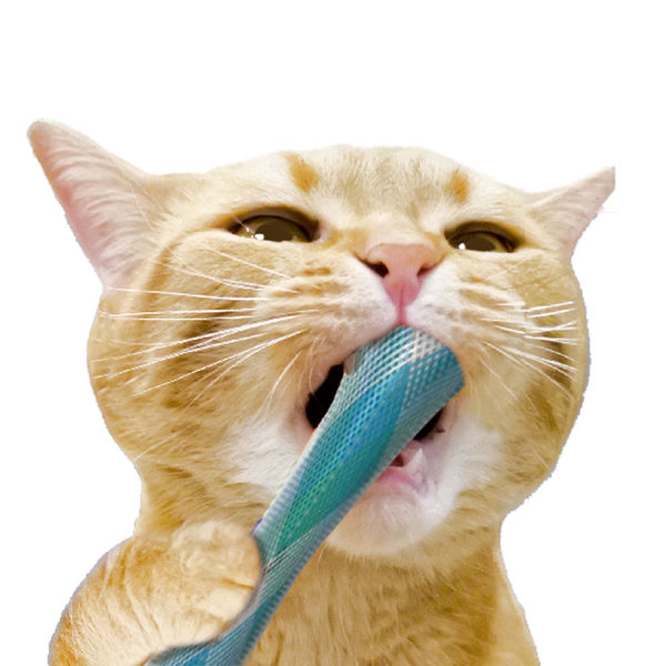 ポスト投函)(ドギーマンハヤシ)キャティーマン かわいらし 猫