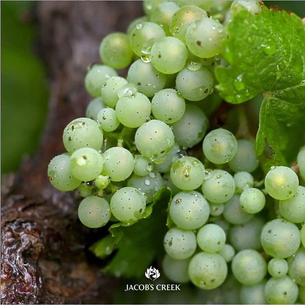 ジェイコブス・クリーク オーガニック シャルドネ