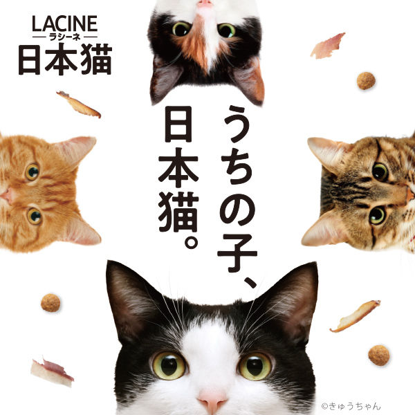 ラシーネ 日本猫 かつお節＆まぐろ節入り 国産 600g（150g×4袋）1袋 日本ペットフード キャットフード - アスクル