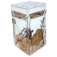 【アウトレット】ジェマーリ　歯ブラシホルダー　ゴールド　4934795410026　1個