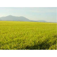 【精白米】諸長　新潟産こしいぶき　28年度産　2KG