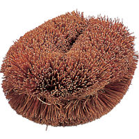 トラスコ中山 TRUSCO ナチュラルブラシ「いがぐり君」 170mm 952-1617　1個