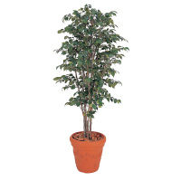 タカショー 人工観葉植物 ベンジャミン立木 5本立1.8m GD-142 1個