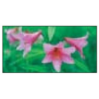 安全興業 デザイン表示板用イラストシール BBI-15 1個（直送品）