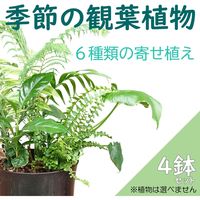 ニチリウ永瀬 季節の観葉植物寄せ植え　種類おまかせ４鉢 4933136527188 4鉢(6種類寄植え)（直送品）