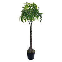 チャーム (観葉植物)バオバブの木 アダンソニア ディギタータ