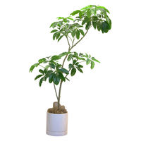 ミュールミル 【鉢付き】　フェイクグリーン　シェフレラポットM 人工樹木 観葉植物 UVM-002 1本（直送品）
