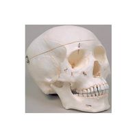 京都科学 神経孔つき頭骨解剖複製モデル K11820-000 1台 67-7097-28（直送品）