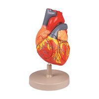 京都科学 心臓モデル2倍大EZー76 K13075-000 1台 67-7097-31（直送品）