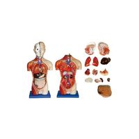 島津理化 小型人体解剖模型 トルソー(42cm) 250-003 1台 67-7099-26（直送品）